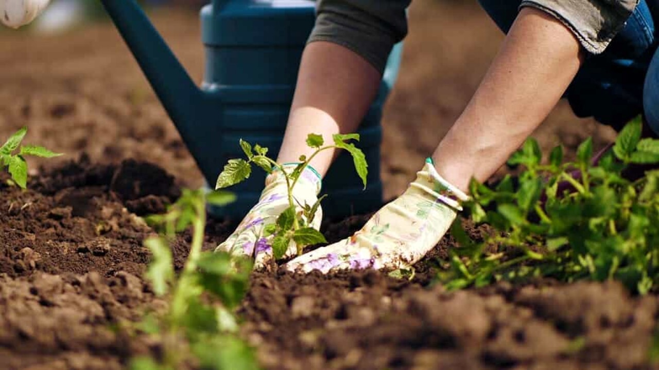 arezzotoday_orto-sociale-coltivazione-agricoltura-2
